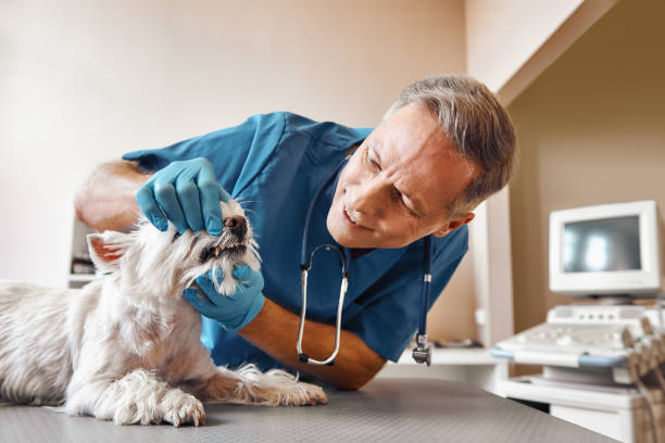 Best Knocked-Out Tooth Emergency  in Garden City, NY
